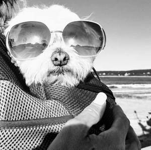 Meet your Posher, Frank n stein